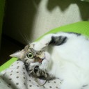 ネコちゃんず699日目