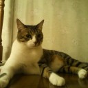 ネコちゃんず710日目
