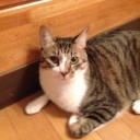 ネコちゃんず714日目