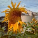 今度は埼玉でヒマワリ奇形！