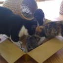日曜　〓猫と月と〓