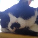 日曜　〓猫と月と〓