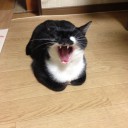 ネコちゃんず720日目(9/30)