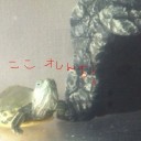 シリーズ『庭にいけを作る』１９