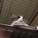 ネコちゃんず721日目