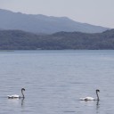 湖面を滑る