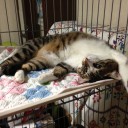 ネコちゃんず726日目