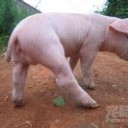 雌雄同体のクワガタと人面豚の脅威
