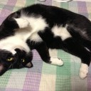 ネコちゃんず727日目