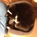 ネコちゃんず728日目