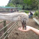 ダチョウ王国