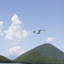 湖上を飛ぶ