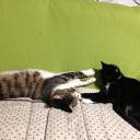 ネコちゃんず733日目