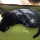 ネコちゃんず736日目