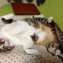 ネコちゃんず742日目