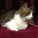 ネコちゃんず744日目