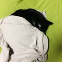 ネコちゃんず745日目