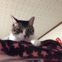 ネコちゃんず746日目