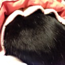 ネコちゃんず749日目