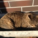 ネコちゃんず番外編