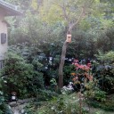 庭木に　小鳥の巣箱を架ける