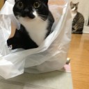 ネコちゃんず757日目