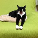 ネコちゃんず762日目