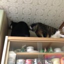 ネコちゃんず763日目