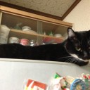 ネコちゃんず765日目