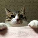 ネコちゃんず766日目