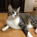 ネコちゃんず767日目