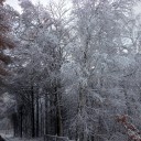 初雪