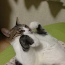ネコちゃんず774日目