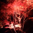 夜紅葉
