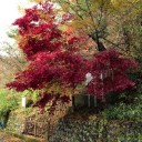 紅葉