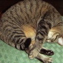 愛猫話・・・眠りさそう猫