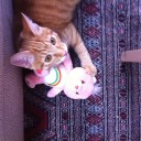 猫引力