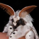 かわいいですよ？