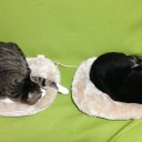 ネコちゃんず785日目