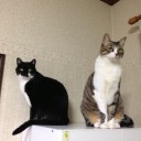 ネコちゃんず786日目