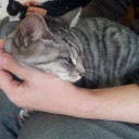 土曜　〓猫と鶏と〓