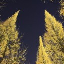 外苑の夜