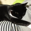 ネコちゃんず791日目