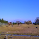 木曜　〓腰と動物と〓