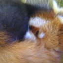 木曜　〓腰と動物と〓