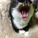 ネコちゃんず796日目