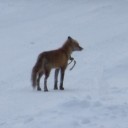 キツネ？