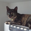 猫、捜索中(ToT)