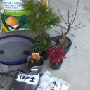 約３５年ぶりに松竹梅を作る！