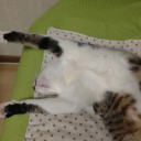 ネコちゃんず807日目